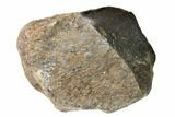 Polished Dinosaur Bone (Gembone) Section - Utah #151428-2